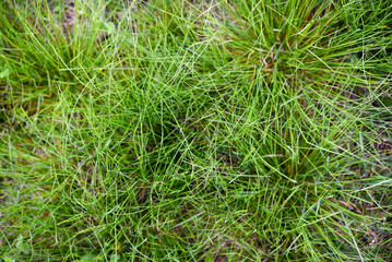 Green spring grass close-up. Green blades of grass in the sunlight in the garden.