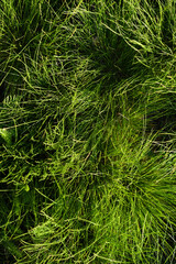 Green spring grass close-up. Green blades of grass in the sunlight in the garden.