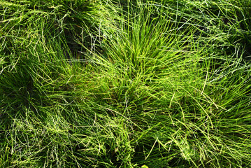 Green spring grass close-up. Green blades of grass in the sunlight in the garden.