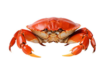 A large red crab with prominent claws, isolated on a black background.  Perfect for food, seafood, or ocean-themed projects.