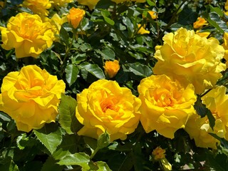 Yellow roses in a garden.