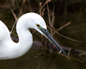 little egret has just caught a little fish