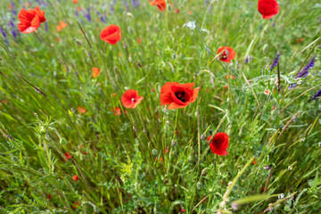 Poppies in a field in Germany