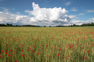 Poppies in a field in Germany