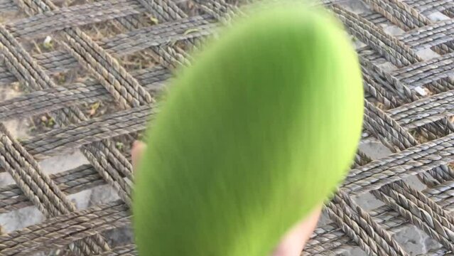 unripe mango or green mango in chlidren hand