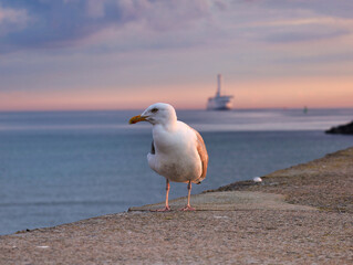 Nahaufnahme Möwe mit der Ostsee und Schiff im Hintergrund, Morgenlicht, Warnemünde, Mecklenburg Vorpommern, Deutschland	