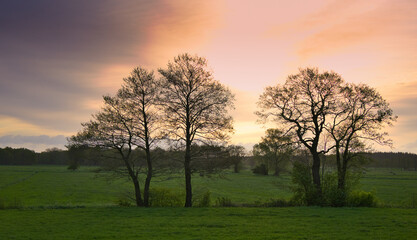 Single group of trees in a romantic sunrise on a pasture