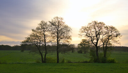 Fototapeta premium Single group of trees in a romantic sunrise on a pasture