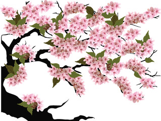 part of cherry tree with light pink flowers on white background