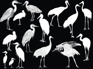 cranes and herons isolated on black background