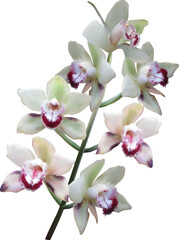 light colors seven blooms orchid branch