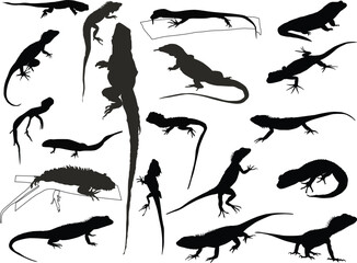 set of nineteen reptiles isolated on white