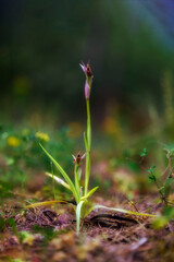 Small Flowered Tongue Orchid; Serapias parviflora. Alghero, Sardinia, Italy