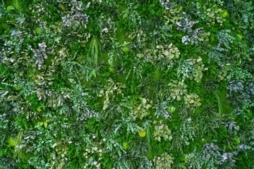 Texture of a green landscaped wall made of various plants and moss