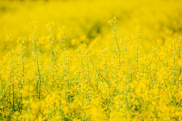 Obraz premium closeup of rapeseed in field