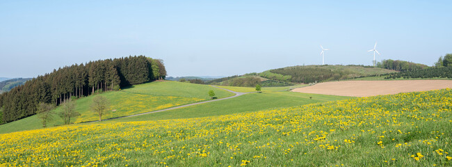 Fototapeta premium spring countryside of german sauerland with blooming fields of dandelions