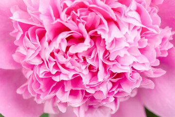 A pink peony flower is blooming beautifully, showing delicate petals and lush texture