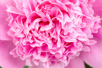A pink peony flower is blooming beautifully, showing delicate petals and lush texture