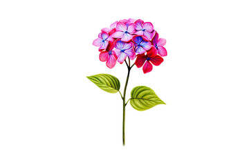 A single pink hydrangea with green leaves isolated on a black background.