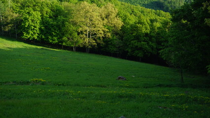 Obraz premium forest in spring