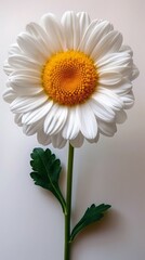 Obraz premium Shasta Daisy on white background. ai generated 