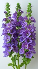 Obraz premium Statice on white background. ai generated 