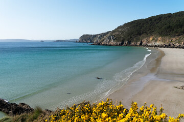 Vue panoramique sur une plage de sable, les ajoncs en fleurs au premier plan, les falaises et les eaux turquoises de la mer d'Iroise en été, sous un beau ciel bleu, sur la presqu'île de Crozon.

