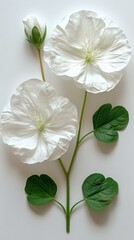 Fototapeta premium Sweet Pea on white background. ai generated