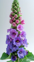 Verbascum (Mullein) on white background. ai generated