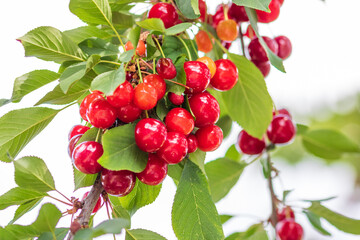 Obraz premium Red and sweet cherry berries