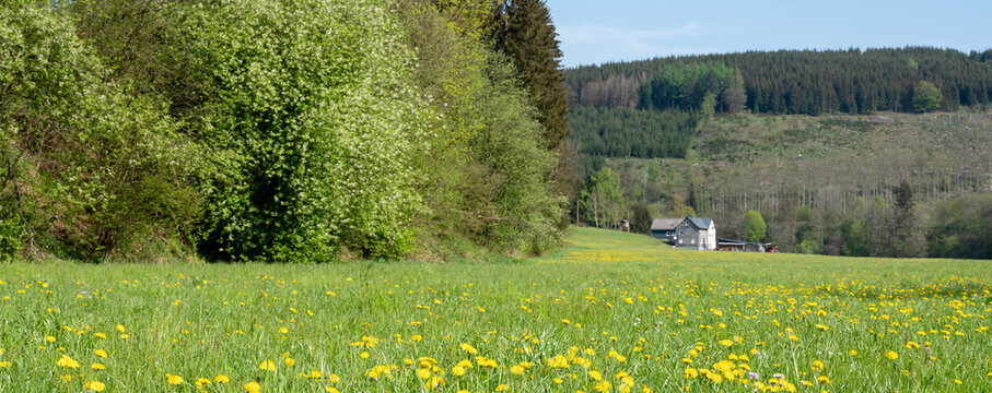 blooming flowers and trees with distant farm in valley near winterberg in sauerland