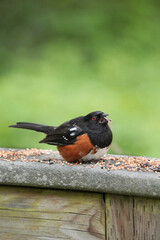 Eastern towhee at Maplewood Mudflats Wild Bird Trust in North Vancouver, British Columbia, Canada