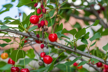 Red and sweet cherry berries