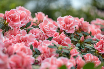 azalea pink and green blossoming bunch on green