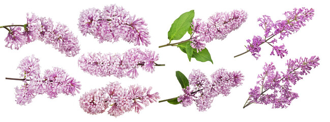 set of nine light pink lilac inflorescences