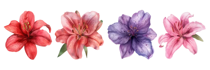Set watercolor water lilies isolated on white background, weeding floral design, clipart style. PNG file © Kyrtap_Studio