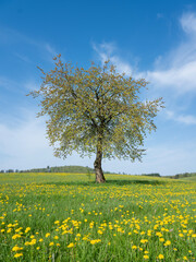 Fototapeta premium spring meadow full of yellow dandelions in german sauerland