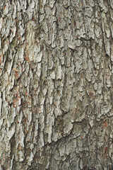 Fototapeta premium Pattern of dried old brown grey bark wood in Thailand.Cracked wood texture big tree surface.Template for design.Abstract natural background.Space for work.Banner.Wallpaper.Selective focus.Vertical.