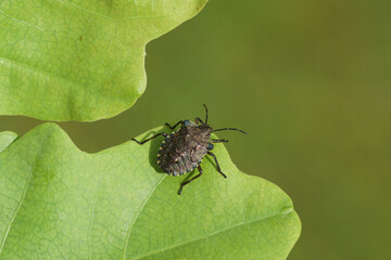 Nymph of a forest bug or red-legged shieldbug (Pentatoma rufipes) on oak leaves. Family Pentatomidae. Spring, May. Netherlands