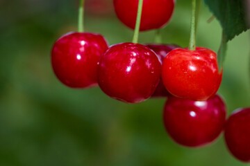 Red and sweet cherry berries