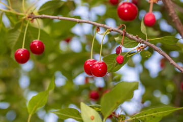 Obraz premium Red and sweet cherry berries