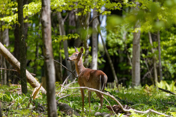 The white-tailed deer or Virginia deer (Odocoileus virginianus), hind on the forest