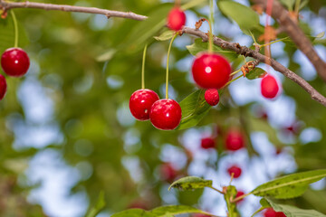 Red and sweet cherry berries