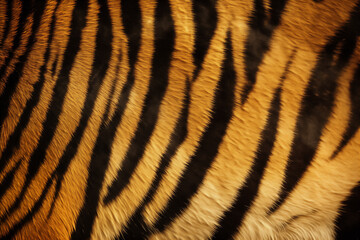 Fototapeta premium Background featuring tiger skin with rich golden hues tiger skin pattern