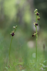 Black Ophrys Orchid (Ophrys incubacea), Sardinia, Italy, Europe 