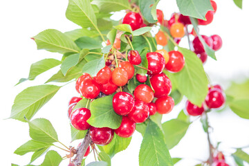 Obraz premium Red and sweet cherry berries