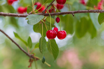 Red and sweet cherry berries