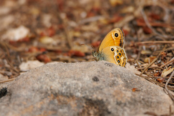Mariposa coenonympha sobre piedra en bosque de pinos de Alcoy, España