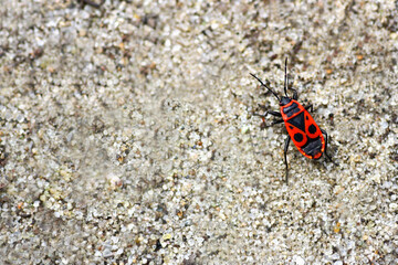 Bug soldier close-up