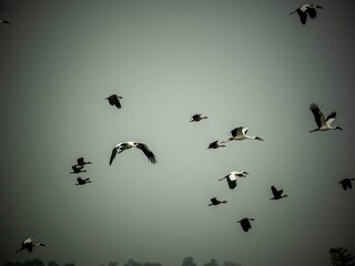 Asian Open bills appear to be susceptible to dying during hailstorms